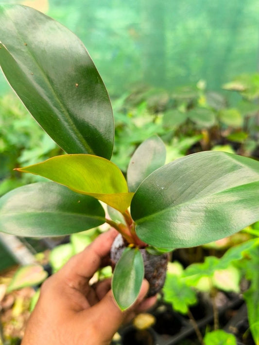 Philodendron Red Congo ( Tissue Culture Plant in Jiffy Bag)