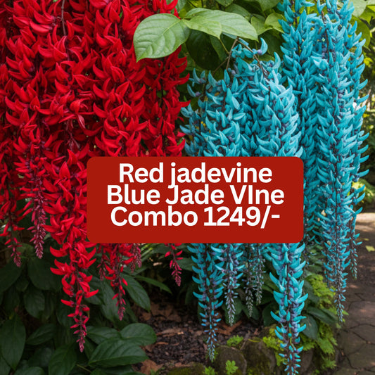 RED JADE & BLUE JADE ECONOMY COMBO -1249 (Seed propagated Red jade, layered Bluejade)