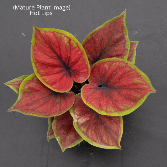 Thai Dwarf Caladium Hot Lips sapling in jiffy bag