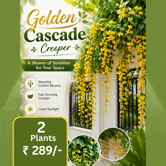 Golden Cascade Set of 2 well rooted Plants in Jiffy / poly bags