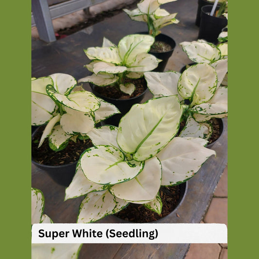 AGLONEMA SUPERWHITE 5-8 CM PLANT IN NETPOT