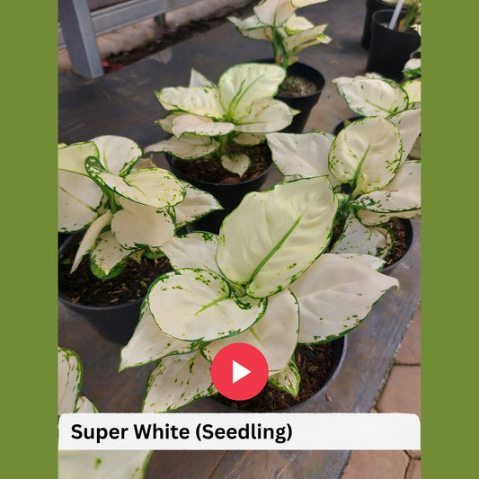 AGLONEMA SUPERWHITE 5-8 CM PLANT IN NETPOT