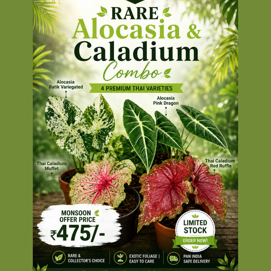 RARE ALOCASIA CALADIUM COMBO 475/- IN JIFFY BAGs