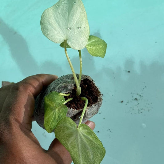 3 Thai Caladium 5-8 cm Sprouted bulbs Combo 375 In Jiffy bags