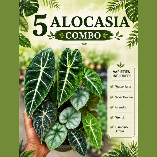 5 ALOCASIA COMBO 649/- IN JIFFY BAGs