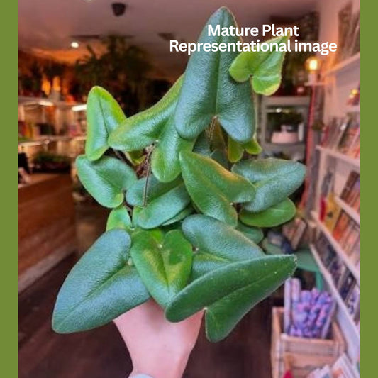HEART FERN ( Hemionitis arifolia ) IN JIFFY BAG