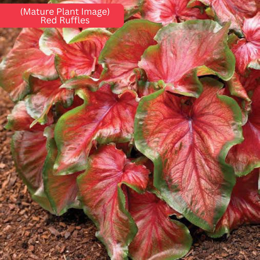 Thai Dwarf Caladium Red Ruffle sapling in jiffy bag
