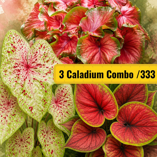 3 Thai Caladium 5-8 cm Sprouted bulbs Combo 333 In Jiffy bags