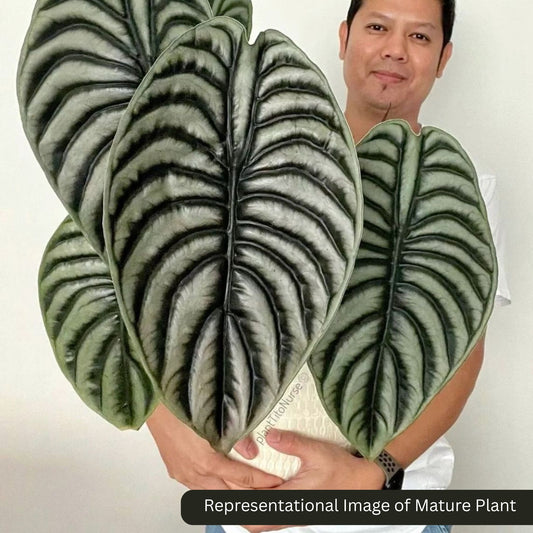 Alocasia Silver Dragon sprouted bulb (sapling) plant in paper bag