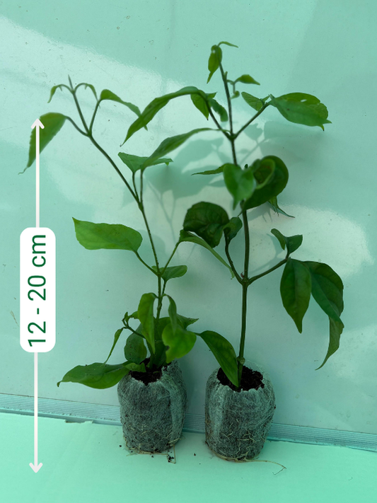 Golden Cascade Set of 2 well rooted Plants in Jiffy / poly bags