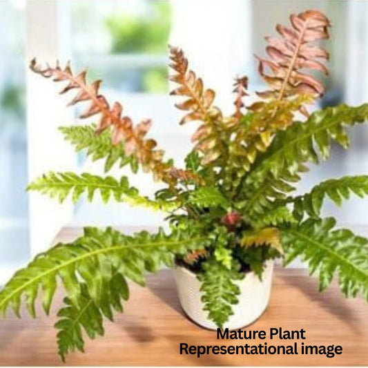 VOLCANO FERN ( Blechnum Brasilience) IN JIFFY BAG