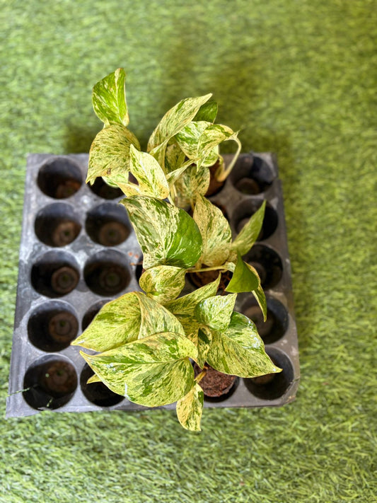 10 MARBLE MONEY PLANTS COMBO 399/- IN NET POTS/JIFFY BAG