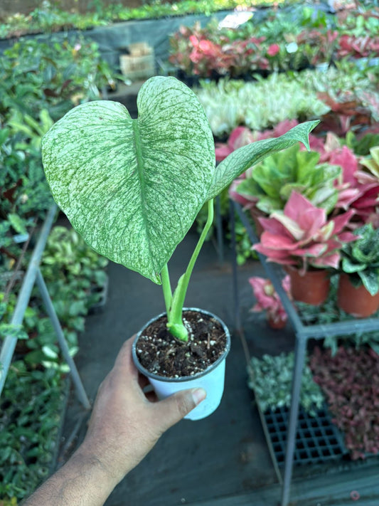 Monstera WHITE MONSTER IN 3" POT