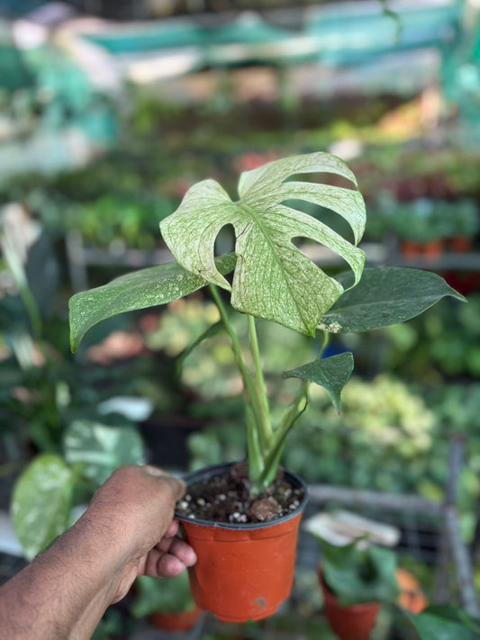 Monstera WHITE MONSTER IN 3" POT