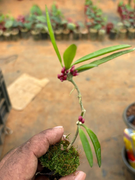 Hoya Narrow Head flowering type Hanging plant 8-12 cm in jiffy bag