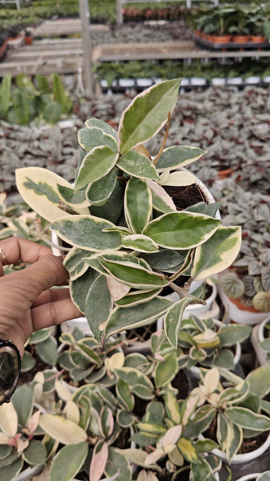 Hoya VERIGATED 3" BUSHY POT