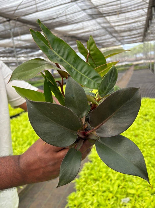 Beginners' Philodendron Combo-5 PLANTS -590/-