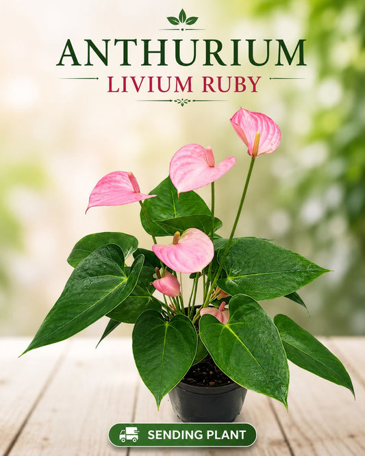 FLOWERING ANTHURIUM LIVIU RUBY BUSHY POT WITH FLOWERS