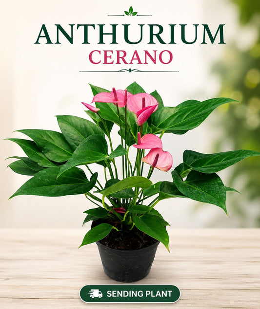 FLOWERING ANTHURIUM CERANO BUSHY POT WITH FLOWERS
