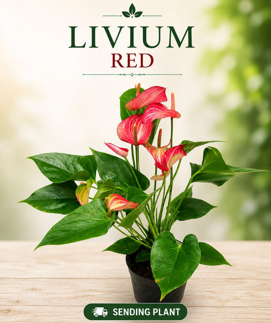 FLOWERING ANTHURIUM LIVIUM RED BUSHY POT WITH FLOWERS