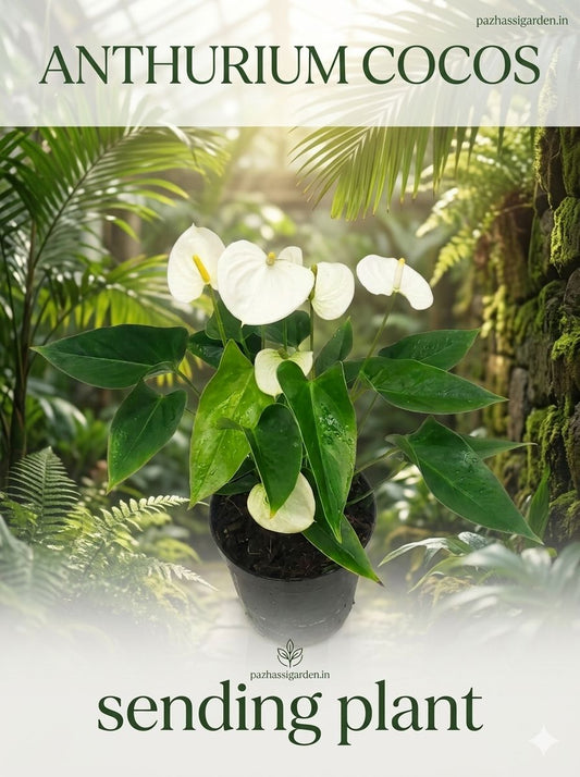 FLOWERING ANTHURIUM COCOS BUSHY POT WITH FLOWERS