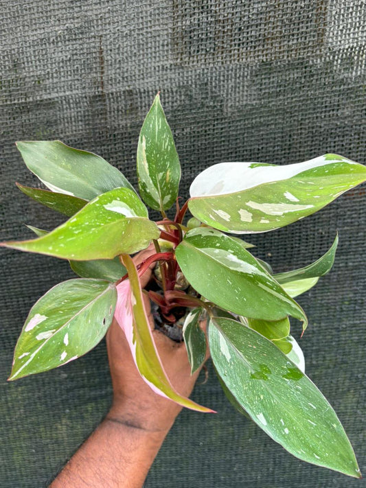 Varigated Philodendron mansoon Combo-3 PLANTS -666