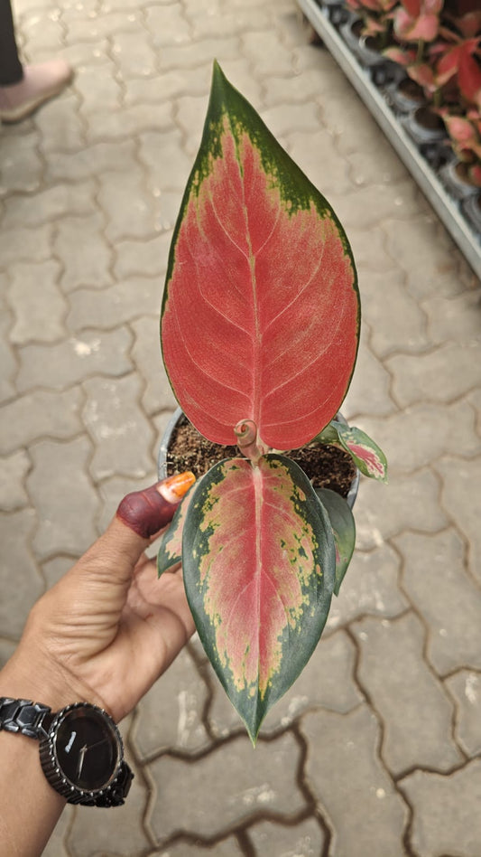 AGLONEMA THAILAND RED IN 3" POT