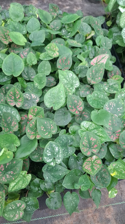 Thai Dwarf Caladium CLONE NO 12 Sprouted Bulb in paper bag