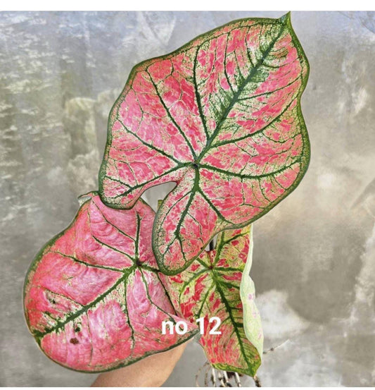 Thai Dwarf Caladium CLONE NO 12 Sprouted Bulb in paper bag