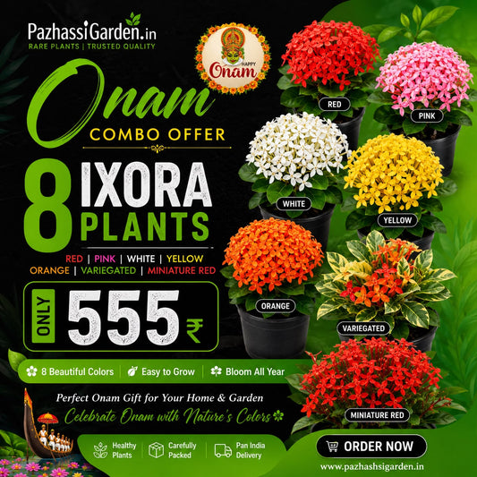 8 COLOUR IXORA Onam combo offer 555/-
