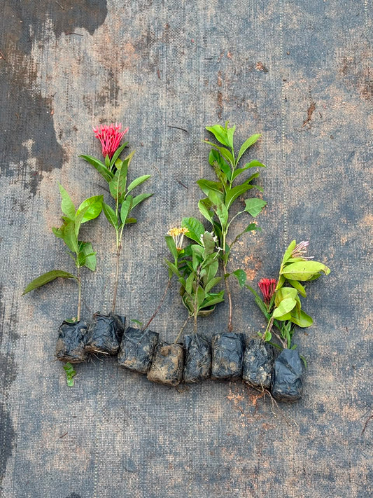 8 COLOUR IXORA Onam combo offer 555/-