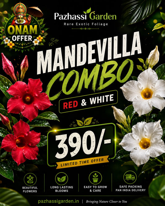 MANDEVILLA RED & WHITE ONAM COMBO