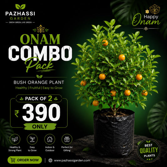 Bush Orange Onam Combo Pack of 2 Plants in Nursery Bags