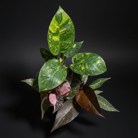 VARIEGATED PLANTS COMBO