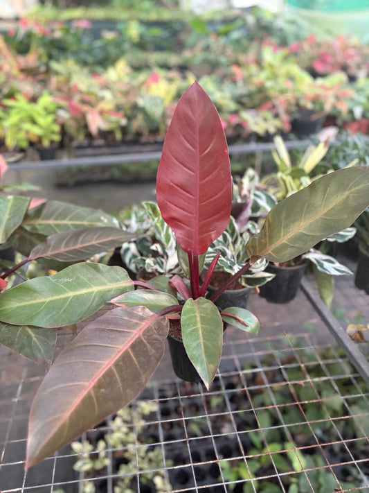 Chocolate Cardinal Philodendron (pot size)