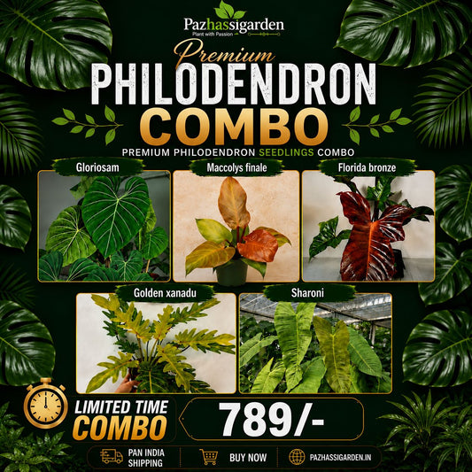 PREMIUM PHILODENDRON SEEDLINGS COMBO 789