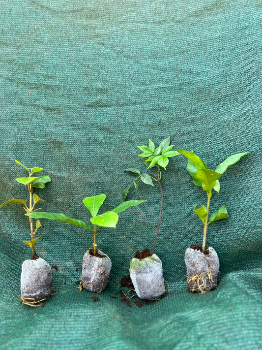 4 Flowering Plants in Jiffy Combo - Congea, Petria Blue, Petria White, Frazer Island