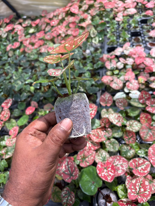 Rare Thai Dwarf Caladium sapling in jiffy bag