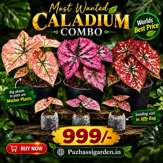 Most Wanted RARE CALADIUM COMBO 999/- IN JIFFY BAGs