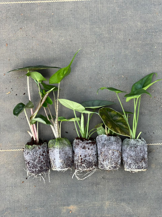 5 RARE ALOCASIA COMBO 1149/ IN JIFFY BAGS