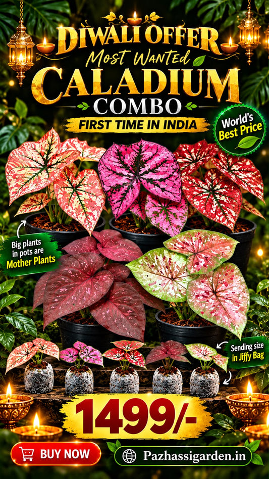 Most Wanted RARE CALADIUM COMBO 1499/- IN JIFFY BAGs