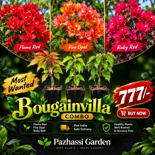 Most wanted Bougainville Combo -Fire Opal, Flame Red, Ruby Red