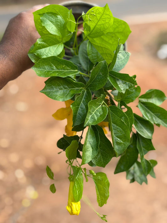 Cats Claw Bushy Plants in 4" Pot