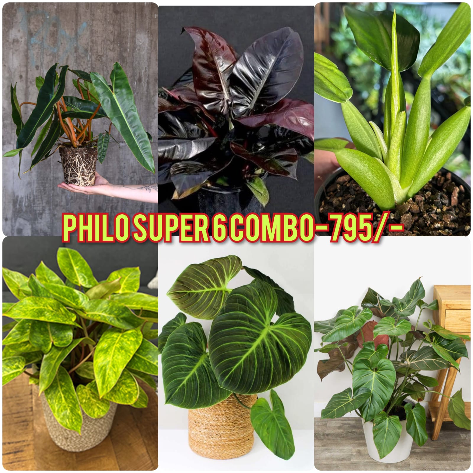 philodendron kerala EXOTIC PHILODENDRON SUPER COMBO 6 PLANTS -795/- – pazhassigarden