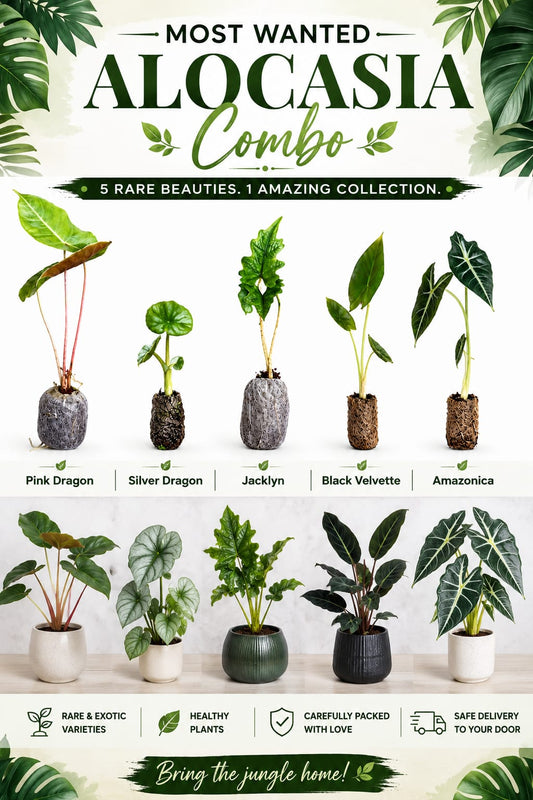 MOST WANTED ALOCASIA COMBO 790/- IN JIFFY BAGs