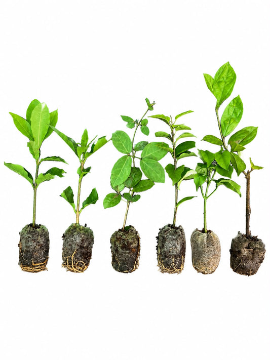 Trending 6 Flowering Combo 888/ Cats Claw, Manimulla, Golden Cascade, Petria Blue, Petria white, Congea in Jiffy bags