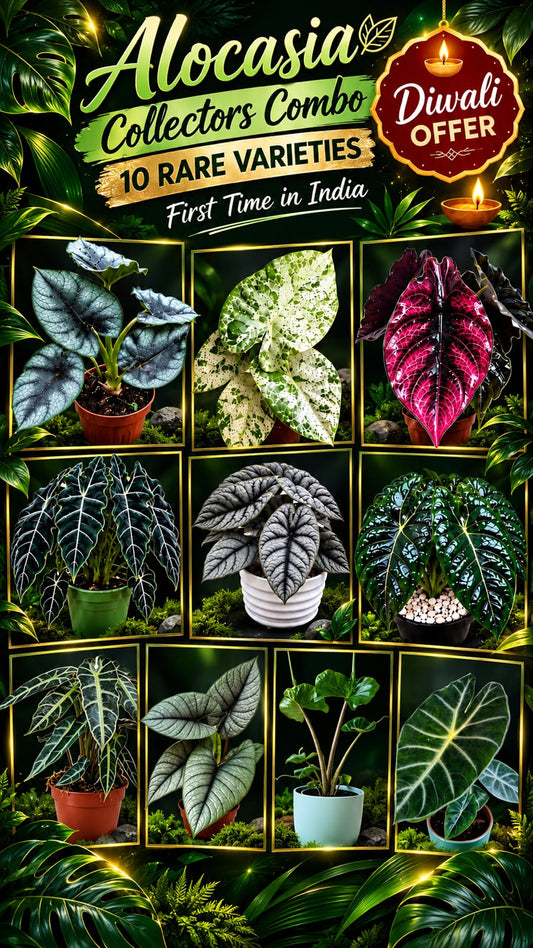 Diwali offer! 10 RARE ALOCASIA COMBO 1799/- IN JIFFY BAGs