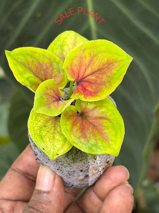 Caladium HOT LIPS CLONE NEW 1 IN JIFFY BAG