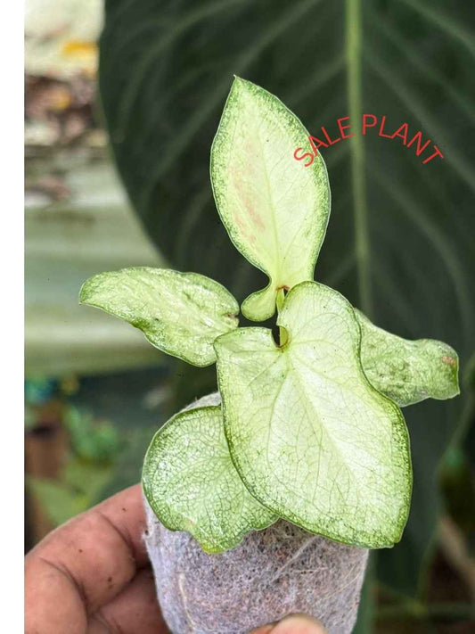 Caladium PINKISH WHITE NEW IN JIFFY BAG