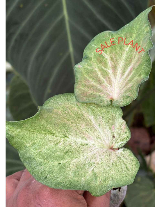 Caladium MOSCATO THAI MUTATED IN JIFFY BAG